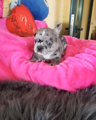 Bulldog francese