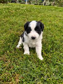 Cuccioli di Border Collie