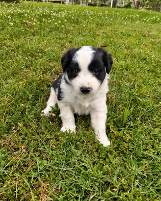 Cuccioli di Border Collie