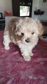 Maltipoo toy femmina