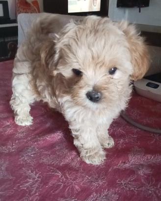 Maltipoo toy femmina