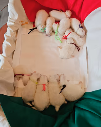 Cuccioli di Volpino Italiano