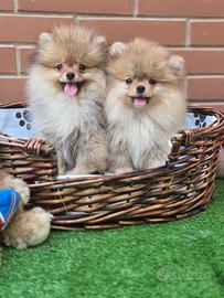 Vendita due cagnolini di razza pomerania