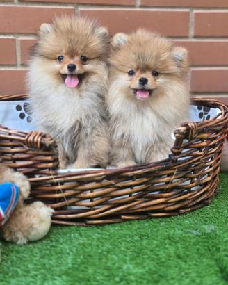 Vendita due cagnolini di razza pomerania
