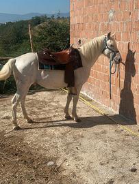 cavallo 5 anni intero