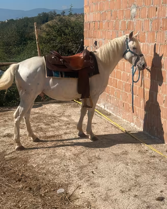 cavallo 5 anni intero