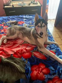 Cucciolo di husky di 6 mesi