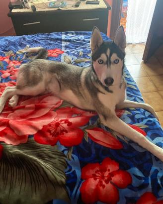 Cucciolo di husky di 6 mesi