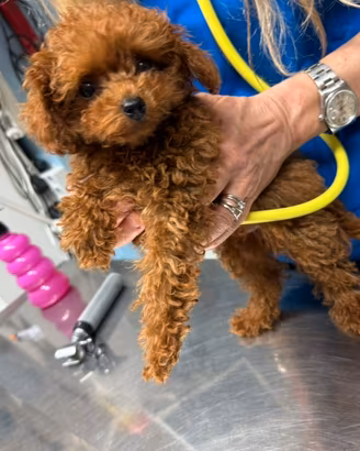 Barboncino dark red toyCup con il p. ENCI