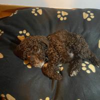 LAGOTTO ROMAGNOLO (cucciolo)