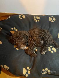 LAGOTTO ROMAGNOLO (cucciolo)