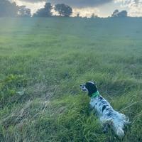 Setter inglese Cuccioli