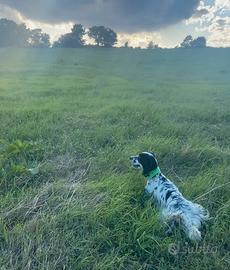 Setter inglese Cuccioli
