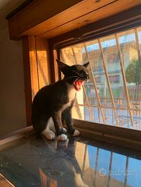Gattini di 3 mesi