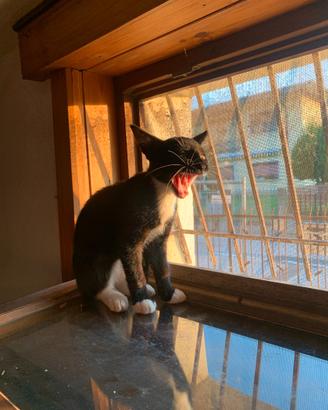 Gattini di 3 mesi