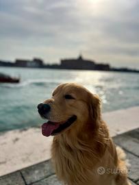 Golden Retriever maschio da monta