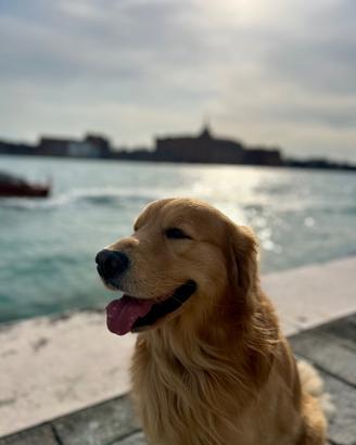 Golden Retriever maschio da monta