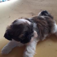 Shih Tzu femmina tricolor