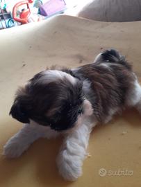 Shih Tzu femmina tricolor