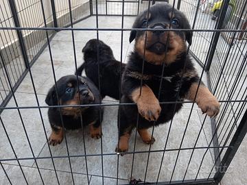 Cuccioli di Rottweiler
