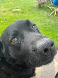 Labrador nero ENCI per monta