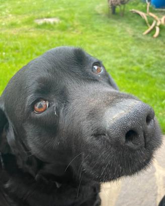 Labrador nero ENCI per monta