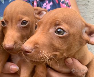 Cuccioli di cirneco dell'Etna