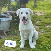 Cucciolo incrocio labrador