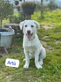 Cucciolo incrocio labrador