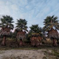 PALME Washingtonia