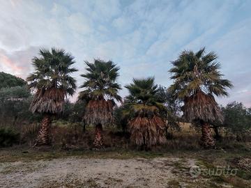 PALME Washingtonia