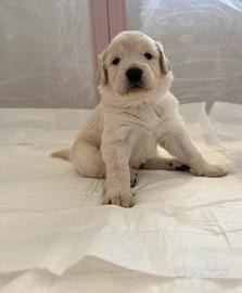 Cuccioli pastore maremmano