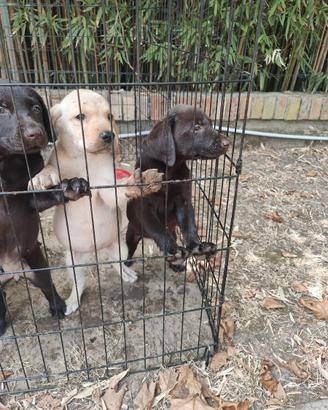 Regalasi cuccioli