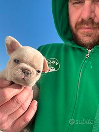Bulldog francese