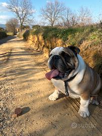 Bulldog Inglese Adozione