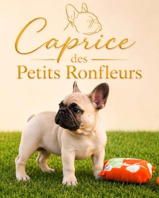 Cuccioli di bulldog francese