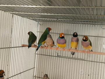 Diamanti di Gould