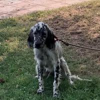 Cane da caccia Setter inglese