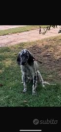 Cane da caccia Setter inglese