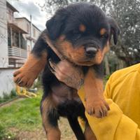 Cucciolo Rottweiler