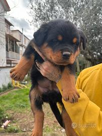 Cucciolo Rottweiler