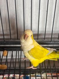 Pappagallo giallo