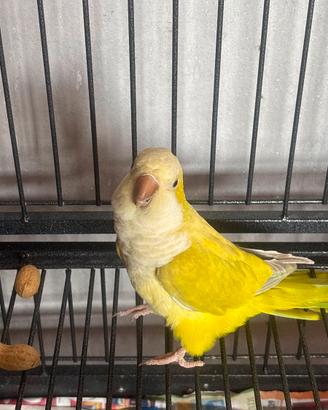 Pappagallo giallo
