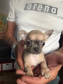 Chihuahua femmina