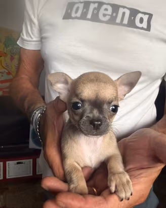 Chihuahua femmina