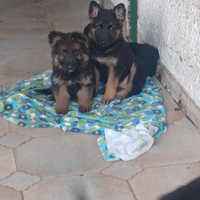 Cuccioli pastore tedesco
