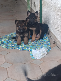 Cuccioli pastore tedesco