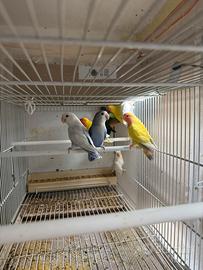 Inseparabili