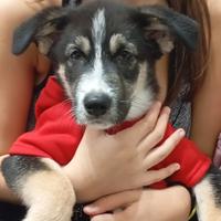 Cucciolo di cane incrocio tra maremmano e pastore