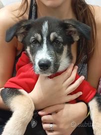 Cucciolo di cane incrocio tra maremmano e pastore